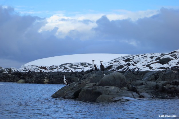Colored like a penguin. Perched on a rock like a penguin. Not a penguin.