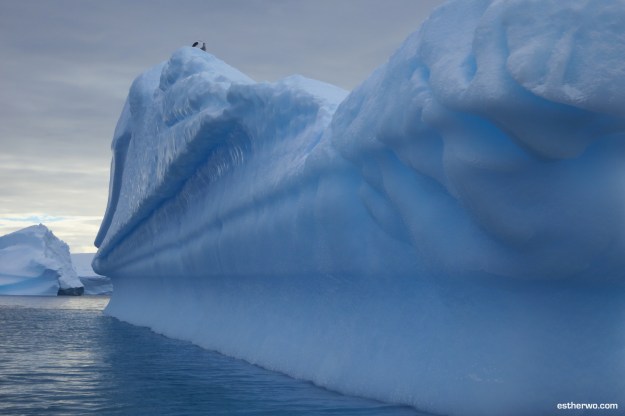 iceberg-alley-5