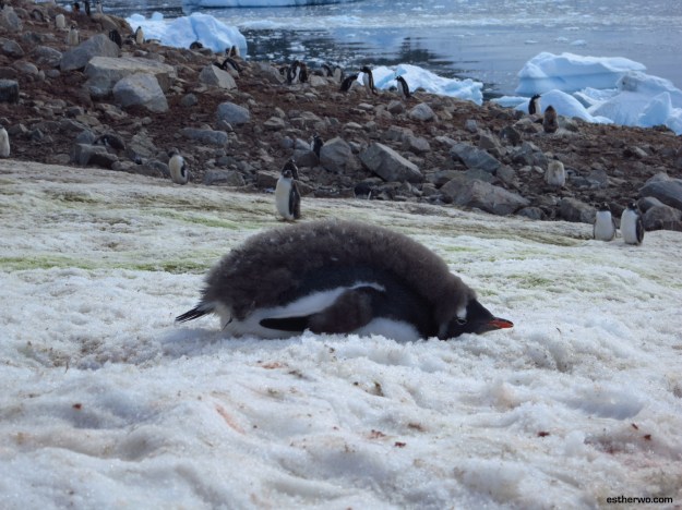 Poor little guy. On days where you just. can't. even. I feel ya.