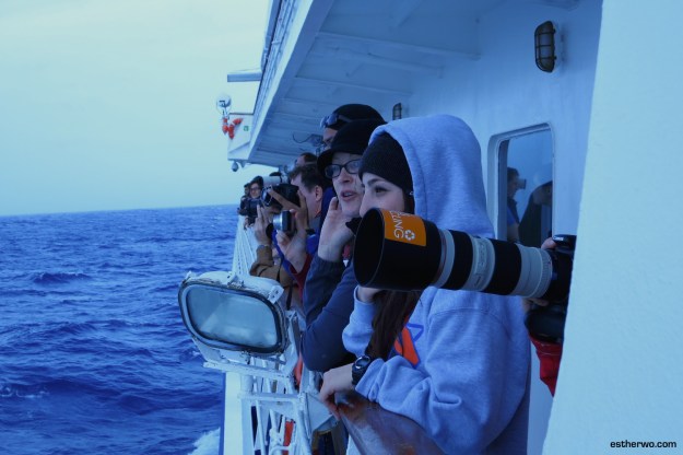 The usual scene whenever whale sightings were announced – it was always a race to see who could get the best view