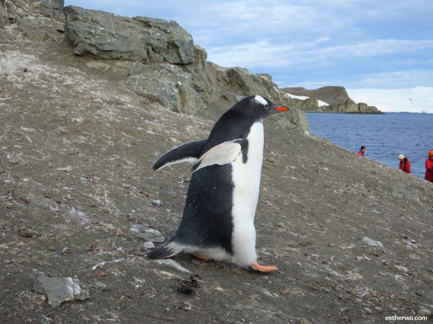 Busy penguins, always running around