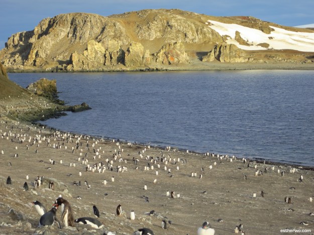 Inadvertently caught a penguin feeding a chick