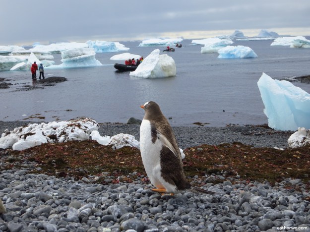 A curious gentoo penguin watching humans invade its space