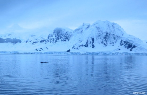 Orcas in the distance